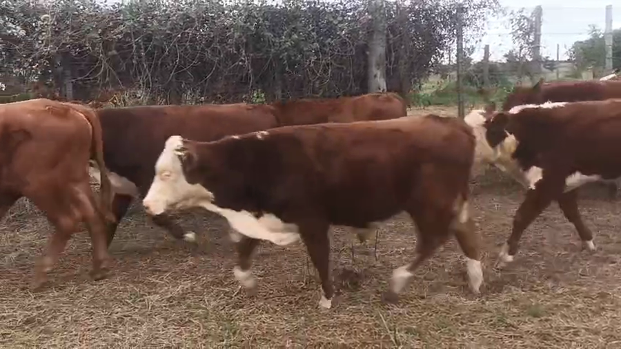 Lote 12 Terneros