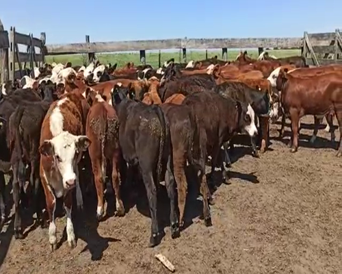 Lote 52 Terneros/as en San Salvador, Entre Ríos