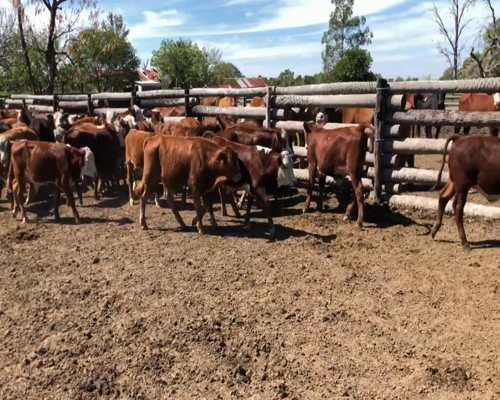 Lote 110 Terneros en Riacho He-He, Formosa