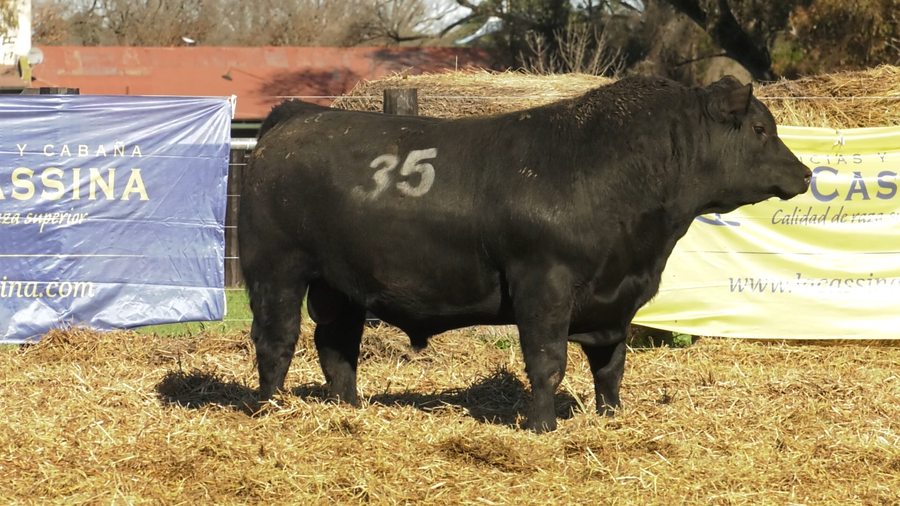 Lote TOROS ANGUS PURO CONTROLADO
