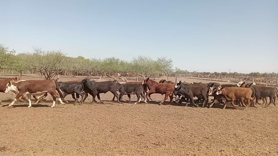 Lote 60 Terneros/as Braford en Cululú, Santa Fe