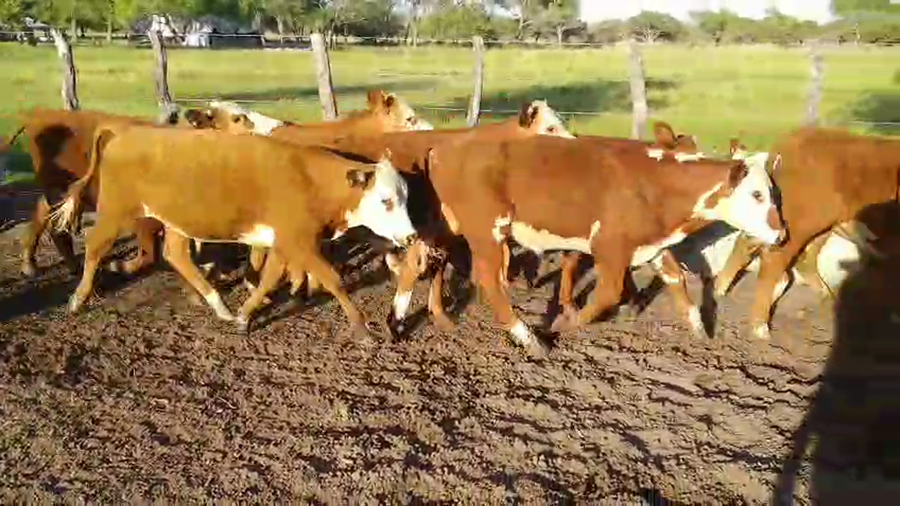 Lote 42 Terneros