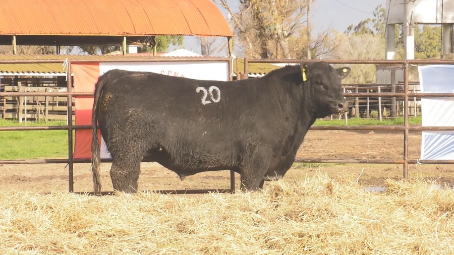 Lote TOROS ANGUS NEGROS  PC
