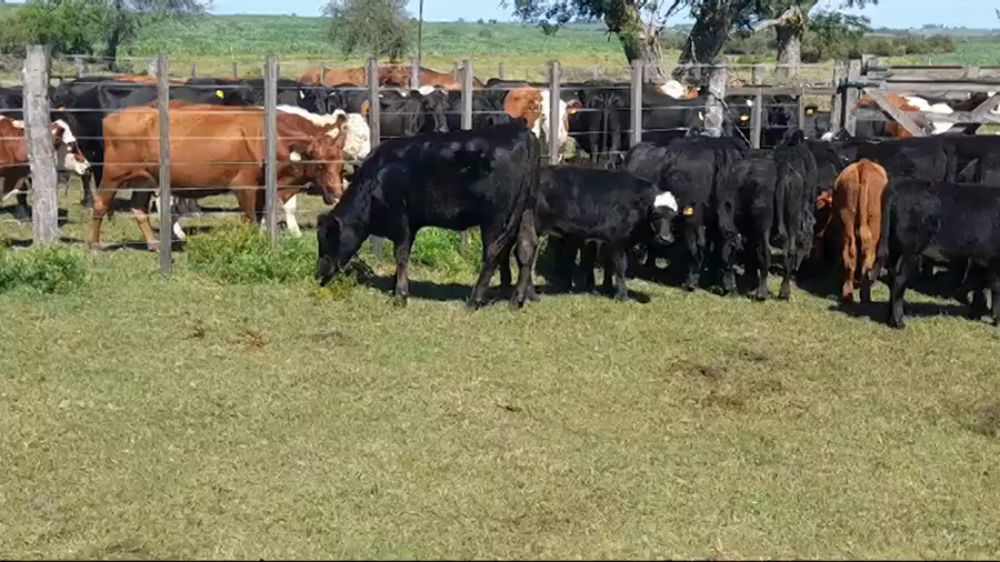 Lote (Vendido)22 Terneras ANGUS/ HEREFORD a remate en #43 Pantalla Carmelo  155kg -  en COLONIA ARRUE