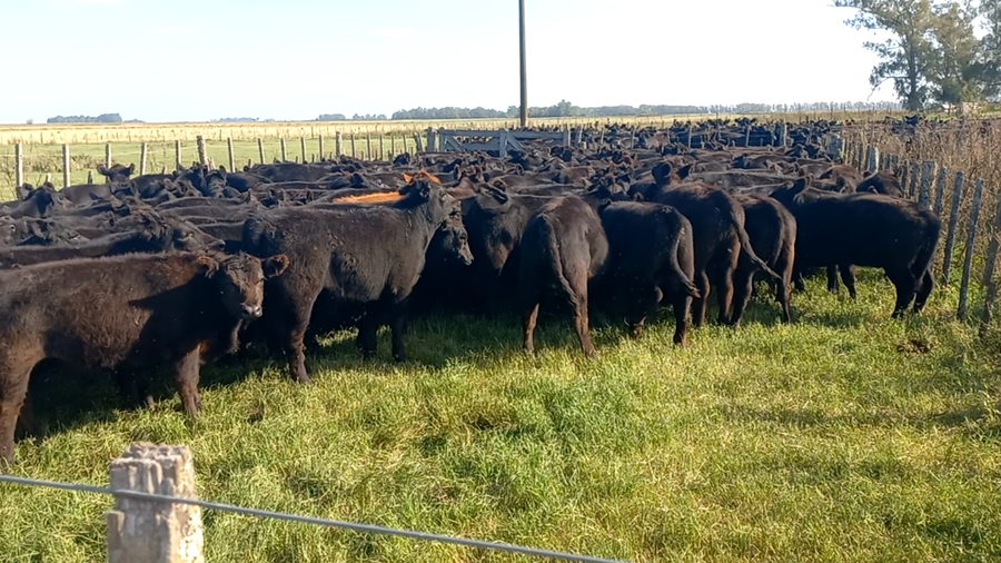 Lote 100 Terneras en Buenos Aires, Daireaux