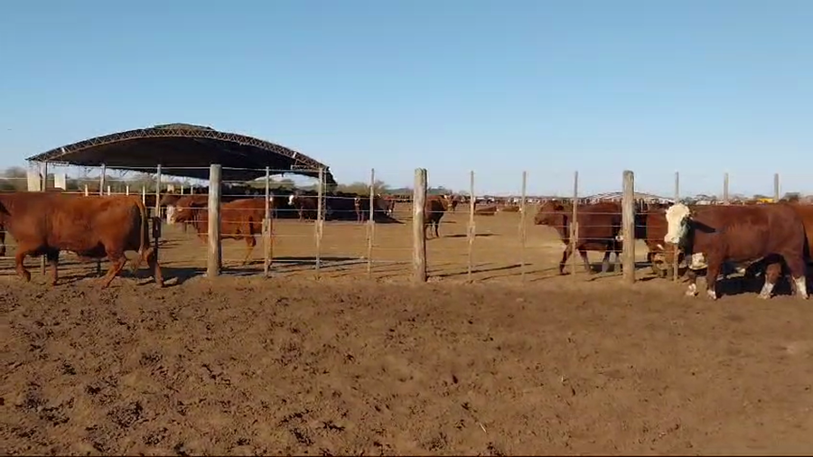 Lote 33 Novillos en Gualeguay, Entre Ríos