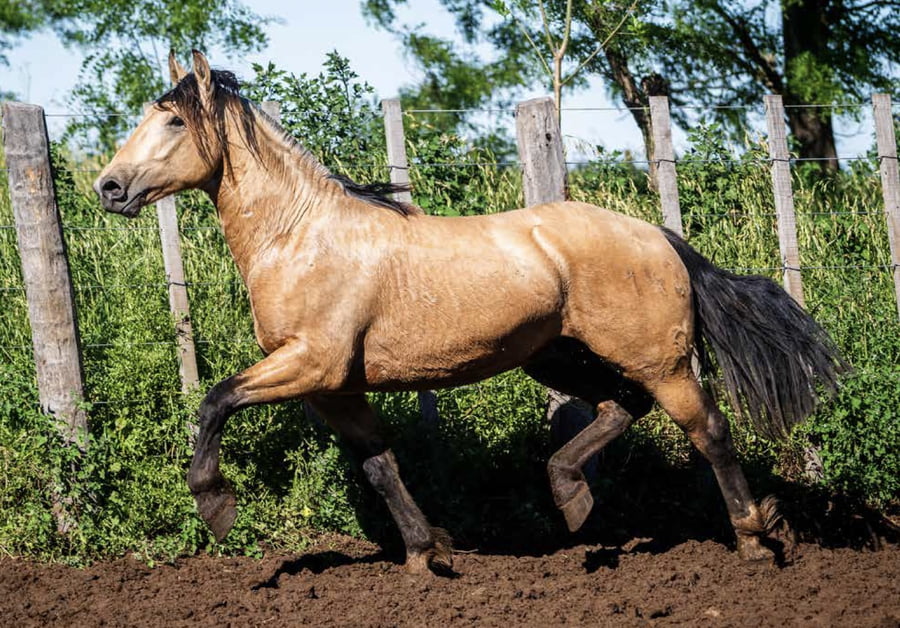 Lote TAÑIDO VOLANTE