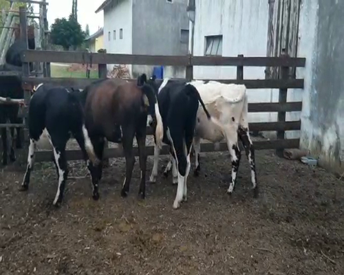 Lote 5 Novillos 1 a 2 años HOLANDO Y ENTEROS a remate en Pantalla Camy 280kg - , San José