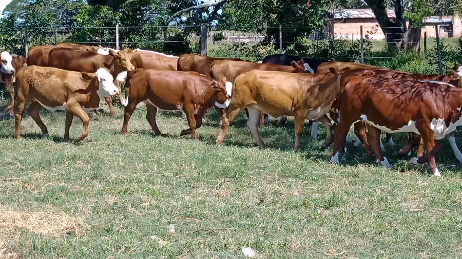 Lote 45 Terneras