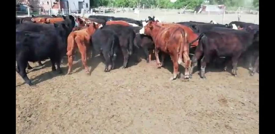 Lote 74 Terneros/as en San Salvador, Entre Ríos