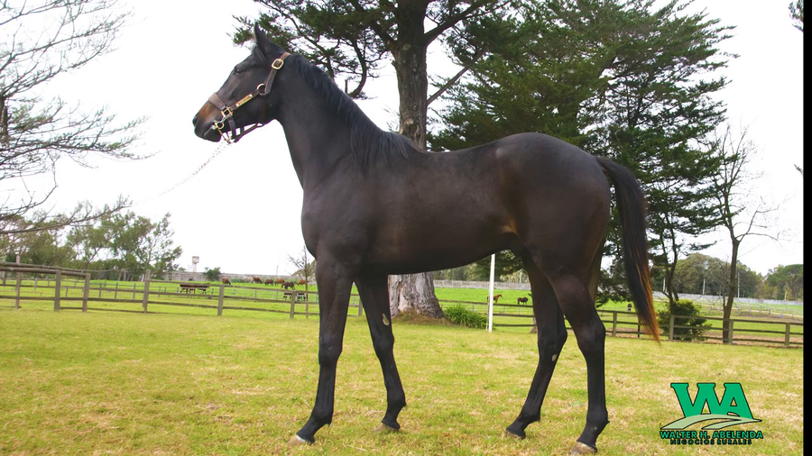 Lote UNCLE NISTEL