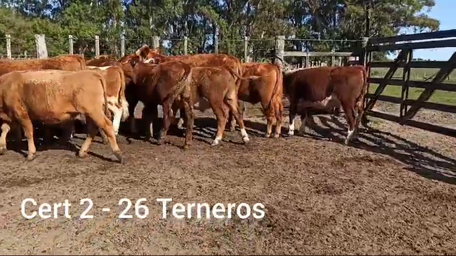 Lote 26 TERNEROS