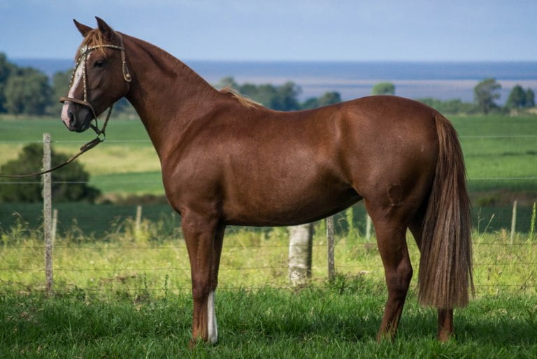 Lote CONSTANCIA SERRANA 1751