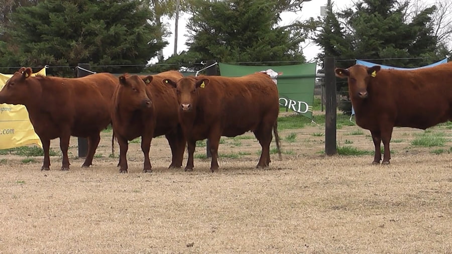 Lote VAQ.  ANGUS PC COLORADAS PREÑADAS PARICION PRIMAVERA
