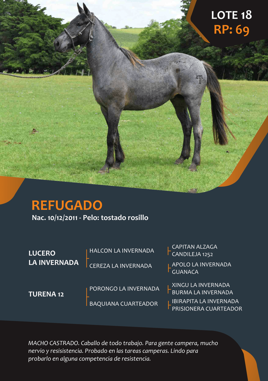 Lote RP 69 - REFUGADO