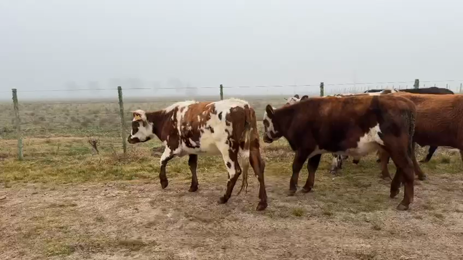 Lote NOVILLOS Y VAQUILLONAS 1a2 AÑOS