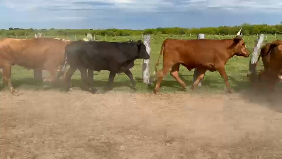 Lote 35 Novillos