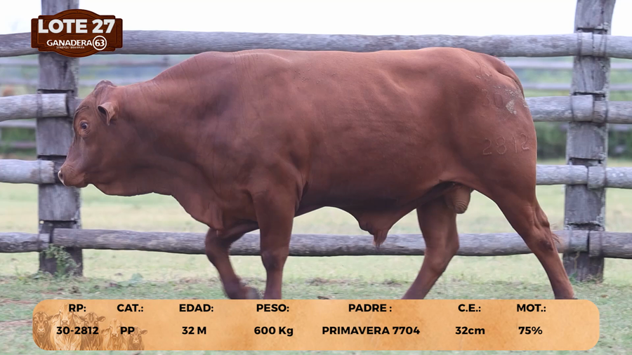 Lote LOTE 27