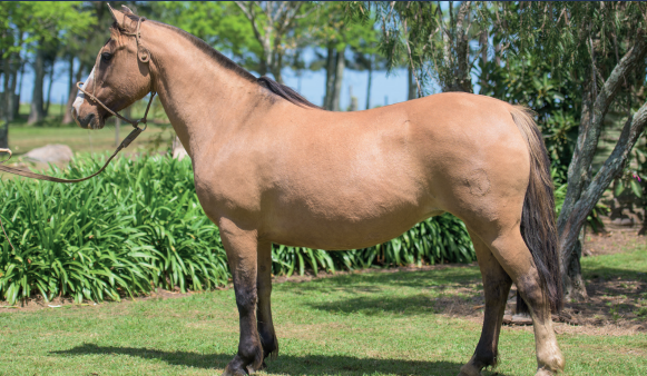 Lote EL GAVILÁN GARZA