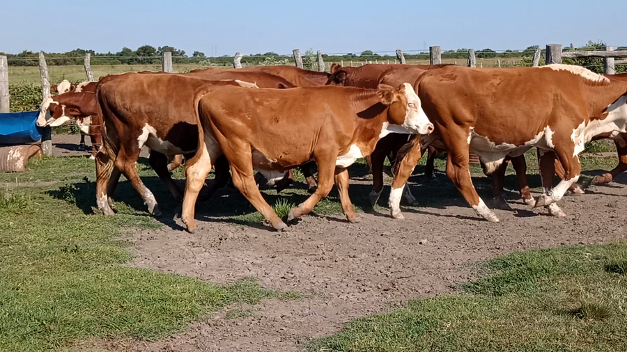 Lote 14 Novillitos en Corrientes, Curuzú-Cuatiá