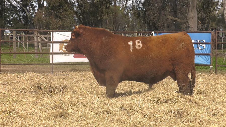 Lote TOROS ANGUS COLORADOS PC