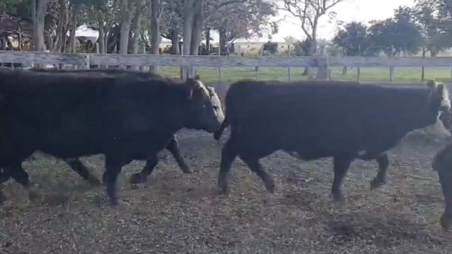 Lote 42 Terneros/as en Chascomús, Buenos Aires