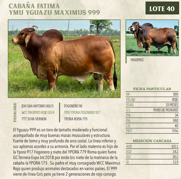 Lote LOTE 40
