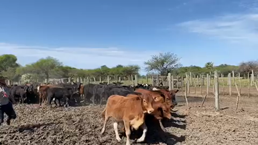 Lote 65 Terneros/as en Pto. Eva Perón, Chaco