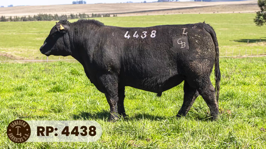 Lote RP 4438