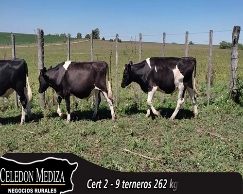 Lote (Vendido)9 Terneros Holando 7 HO,  2 KIWI a remate en 14 remate por pantalla - Celedón 262kg - , Colonia