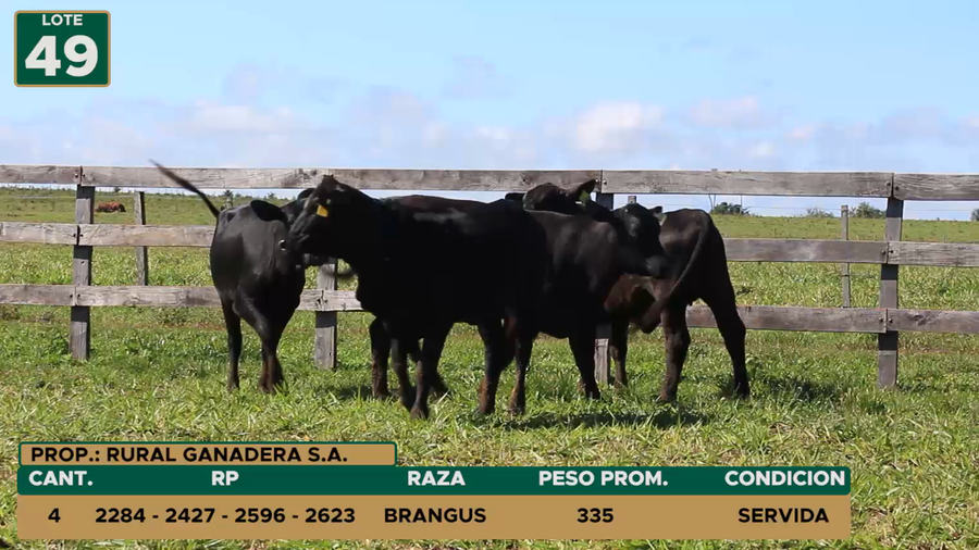 Lote HEMBRAS LOTE 49
