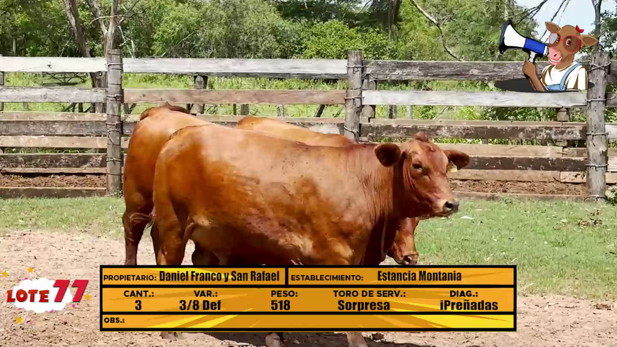 Lote LOTE 77 - EN VIVO