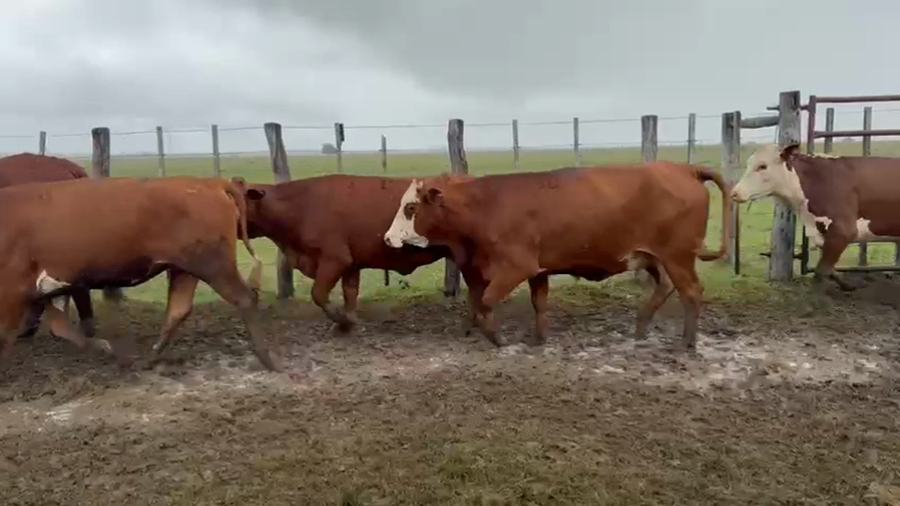 Lote 142 Vacas nuevas C/ gtia de preñez en Corrientes, Paso de Los Libres