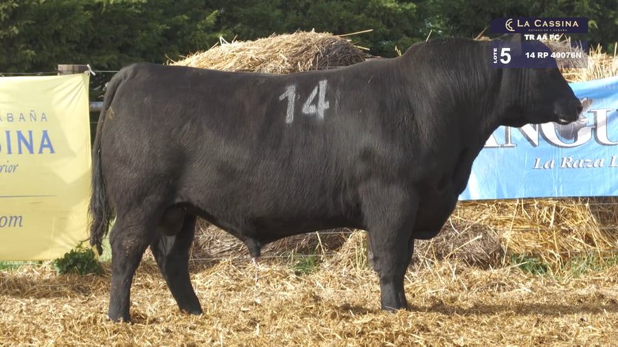 Lote TOROS ANGUS PURO CONTROLADO