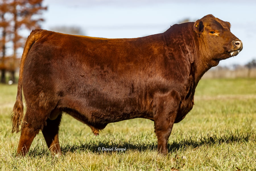 Lote Toro Puro de Pedigree Colorado