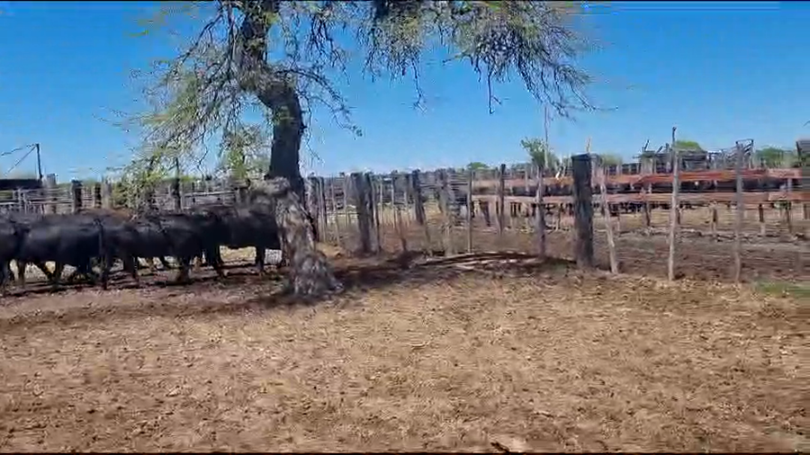 Lote 46 Vaquillonas preñadas en Victoria, Entre Ríos