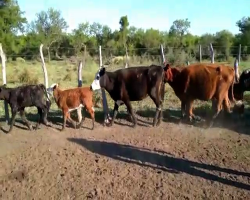 Lote 28 Vacas nuevas C/ cria en Federal, Entre Ríos