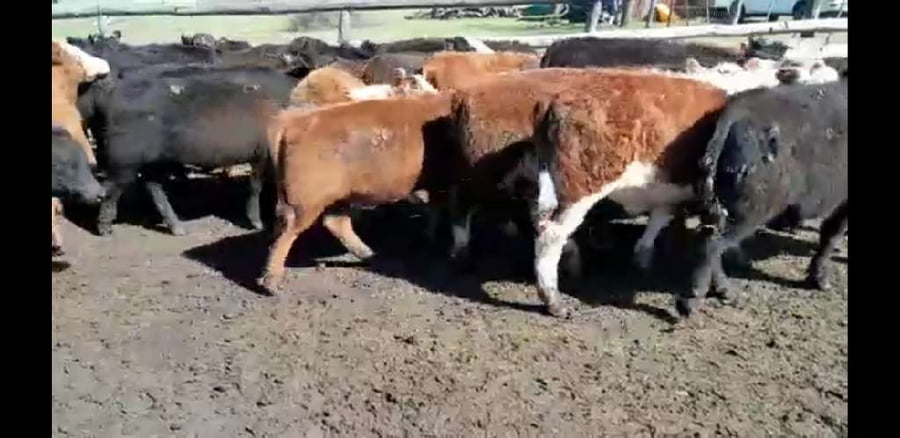 Lote 65 Terneros/as en Urdinarrain, Entre Ríos