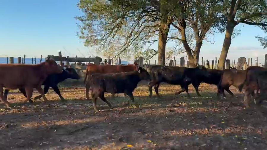 Lote 26 Terneras