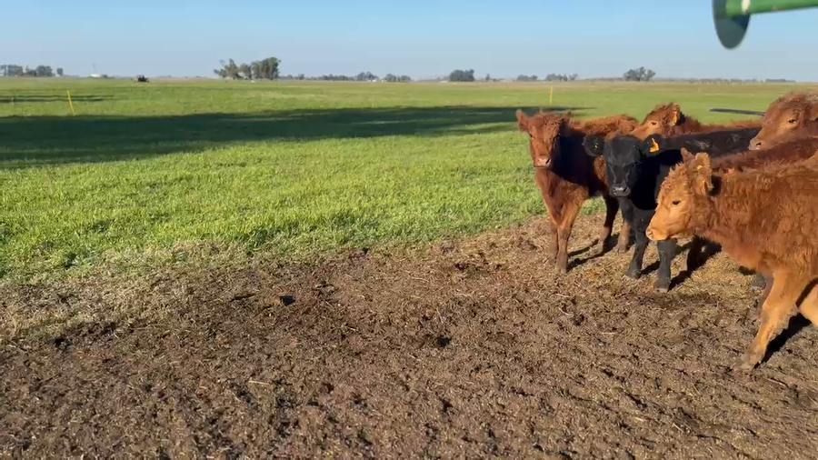 Lote 24 Terneras en Buenos Aires, Saladillo