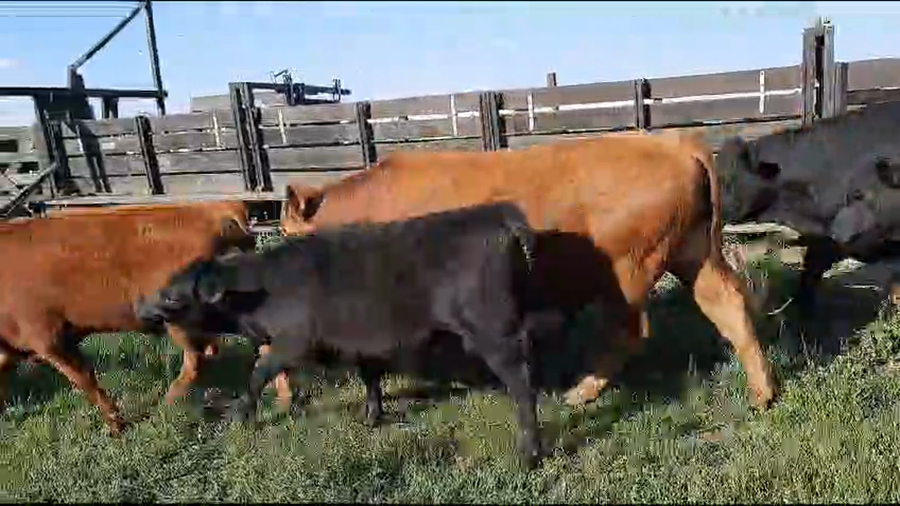 Lote 13 Novillitos y vaquillonas en Catrilo, La Pampa