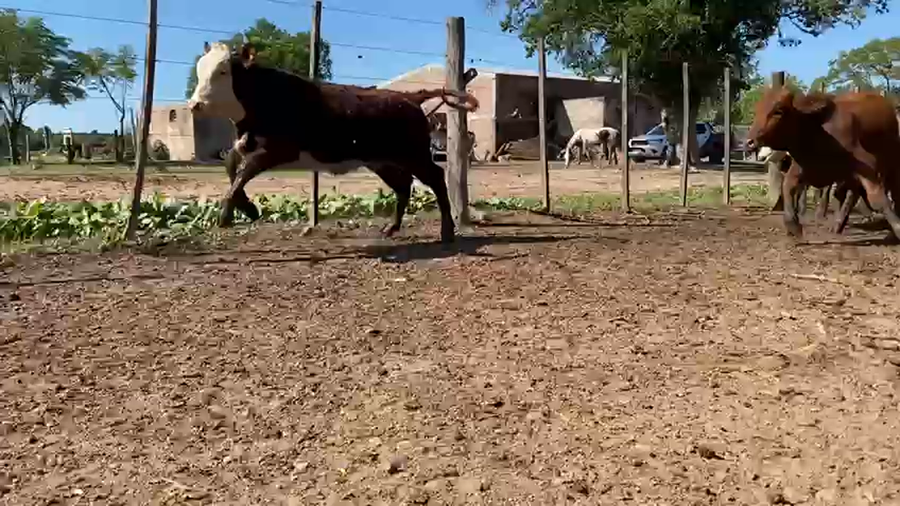 Lote 300 Terneras en Gral. San Martín, Chaco