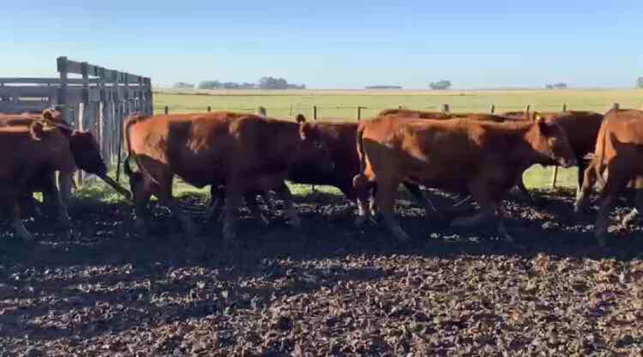 Lote 100 Novillitos en Laprida, Buenos Aires