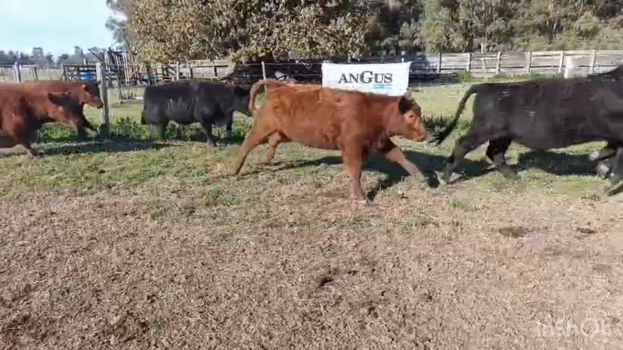 Lote 64 Terneros