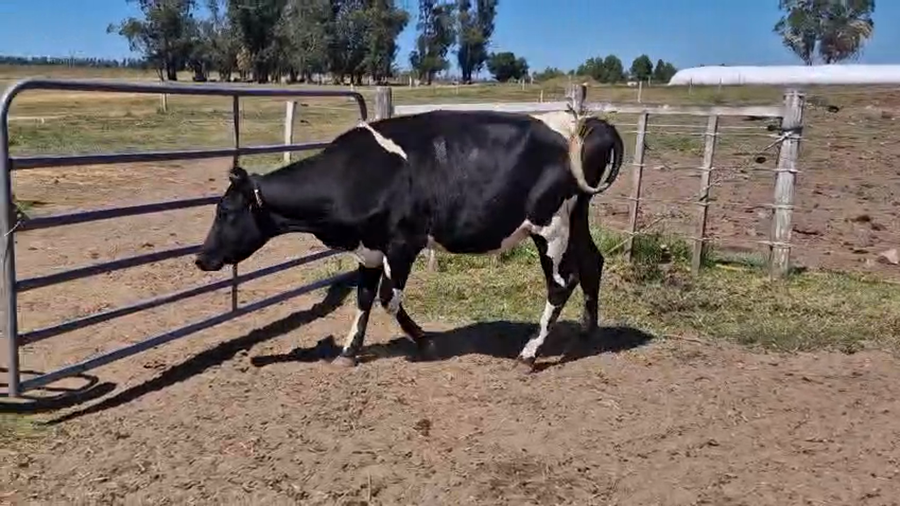 Lote Vaquillonas  a remate en Pantalla Camy, San José