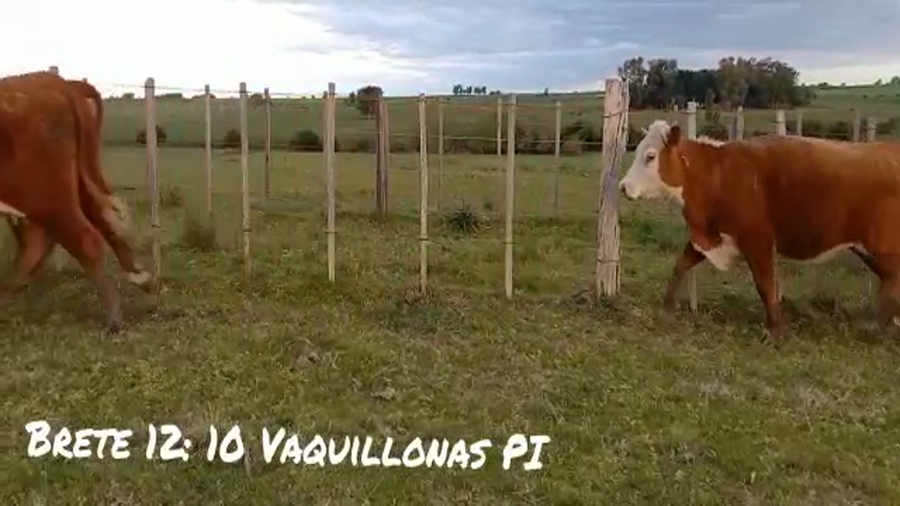Lote BRETE 12 vaquillonas PI