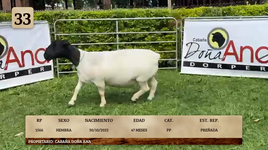 Lote LOTE 33