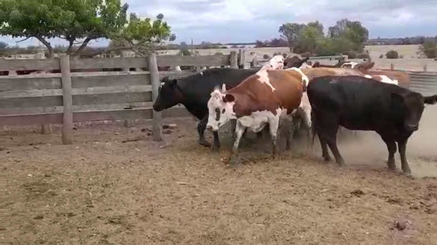 Lote (Vendido)12 Vaquillonas 1 a 2 años 4 HOL - 5 NOR - 4 HE/ AA a remate en #29 Pantalla Carmelo 440kg -  en PANTANOSO