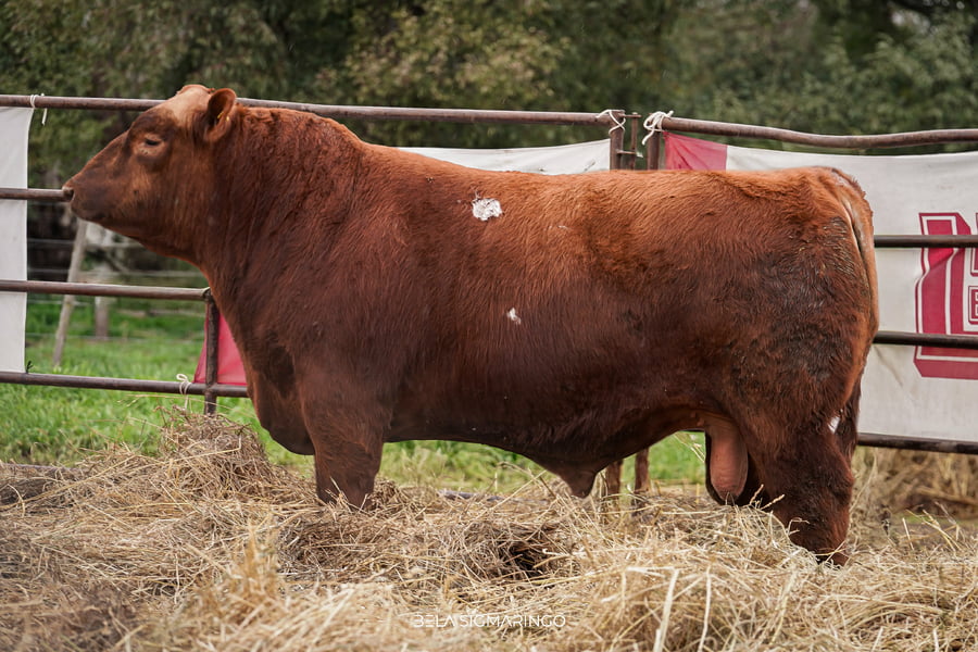 Lote TOROS ANGUS  PP