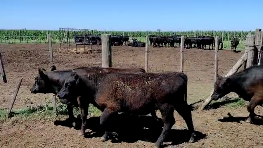 Lote 18 Terneras en Bonifacio, Buenos Aires